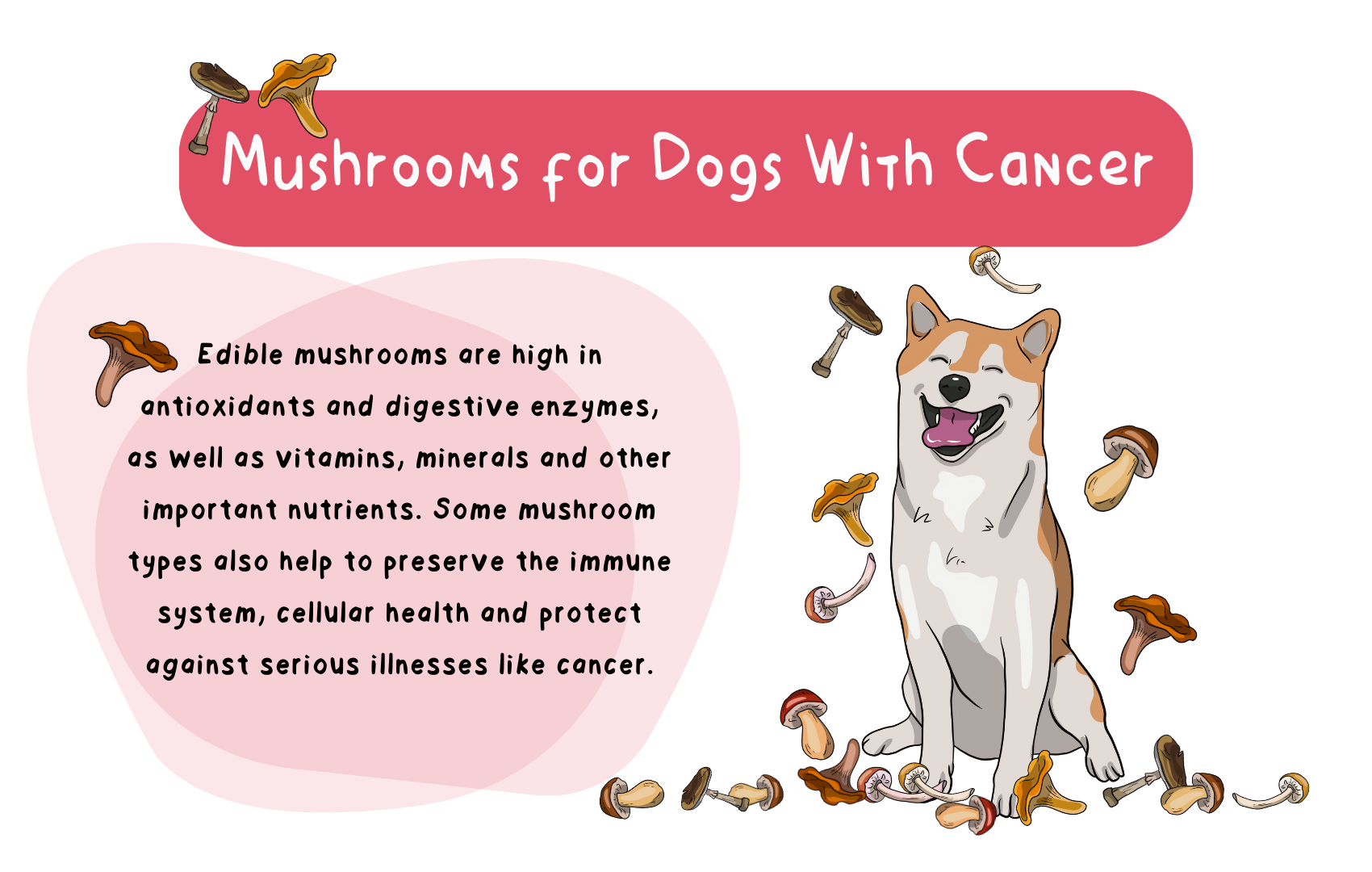 Medicinal Mushrooms For Dogs With Cancer - Mushrooms For Dog Cancer Prevention